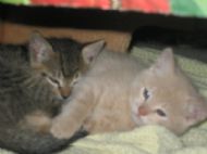 2 Kitties